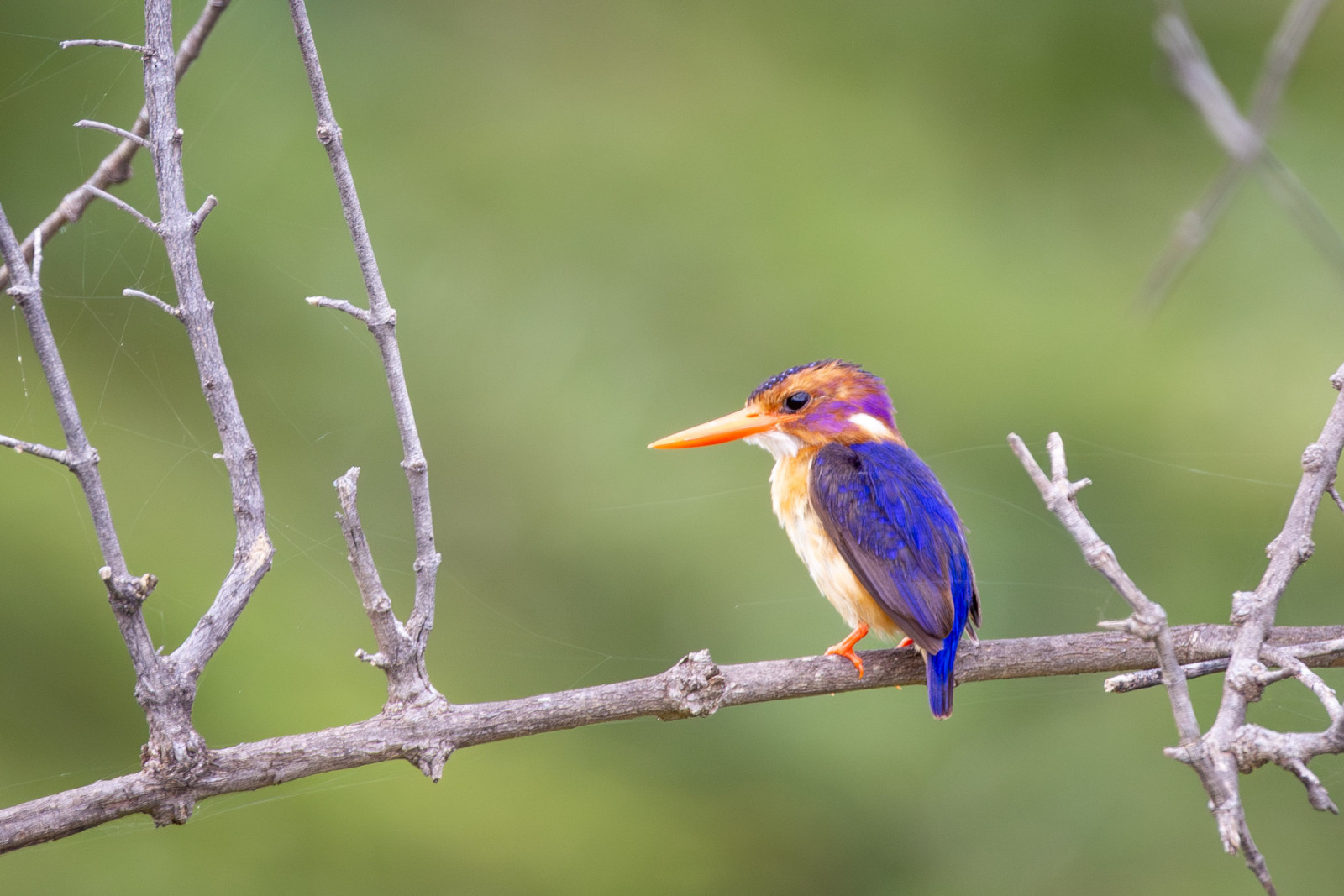 image African Pygmy-Kingfisher